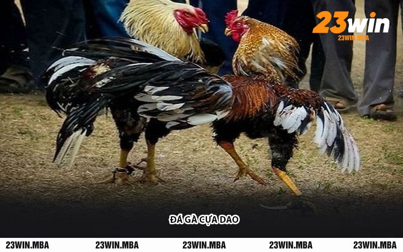 Đá Gà Cựa Dao