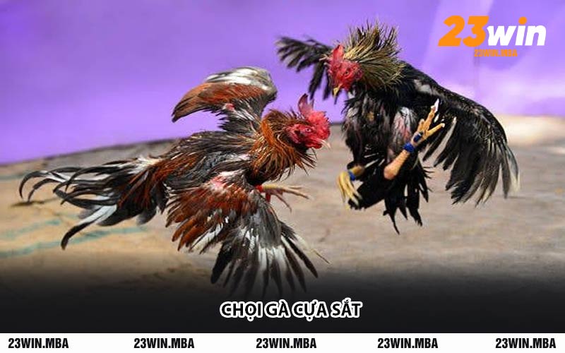 Chọi Gà Cựa Sắt